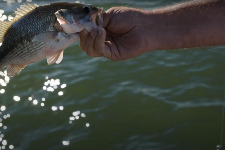 A fish in a man's hands on the lake