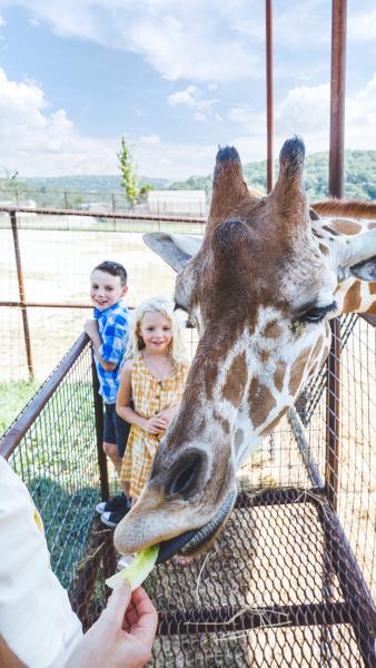 It's Giraffe feeding time at the Promised Land Zoo.