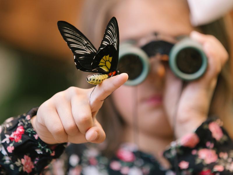 Walk into a mystical indoor rainforest with thousands of free flying butterflies.