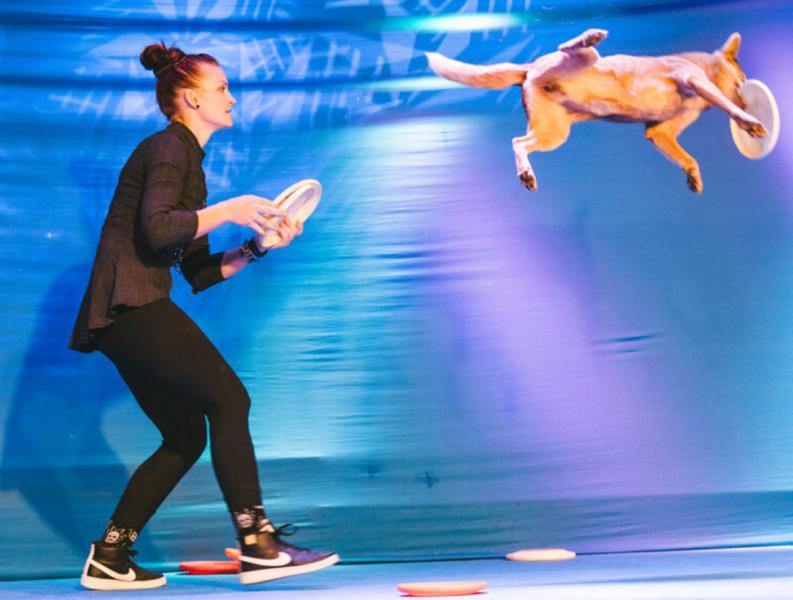 woman tossing frisbee, dog jumping high in the hair horizontally to catch it