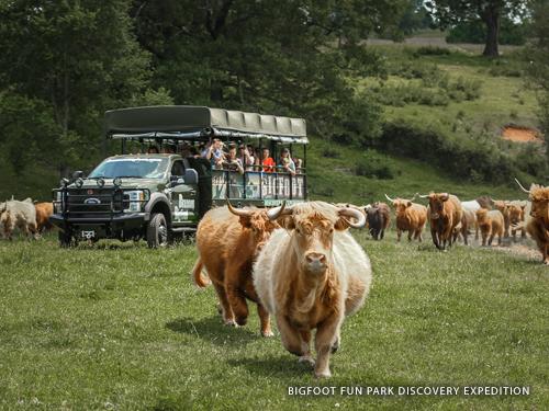 Truck full of passengers driving through a scenic adventure field full of fluffy brown cows in Branson.